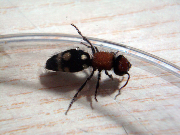 Formica regina? No, Mutillidae, Ronisia brutia