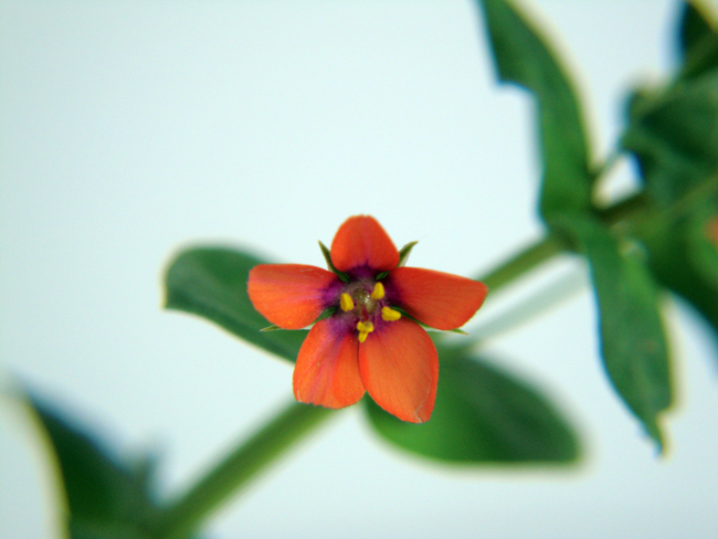 Lysimachia arvensis / Centonchio dei campi