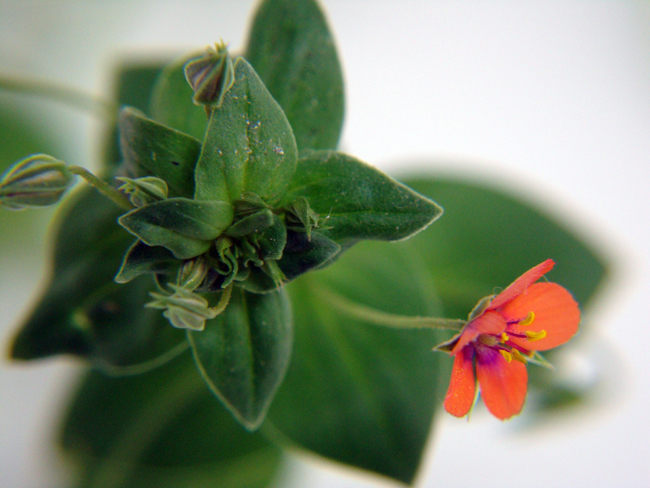 Lysimachia arvensis / Centonchio dei campi