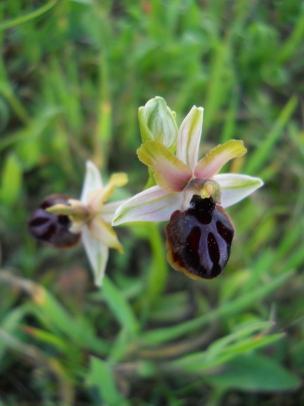 Semplicemente O.Sphegodes o ibrido?