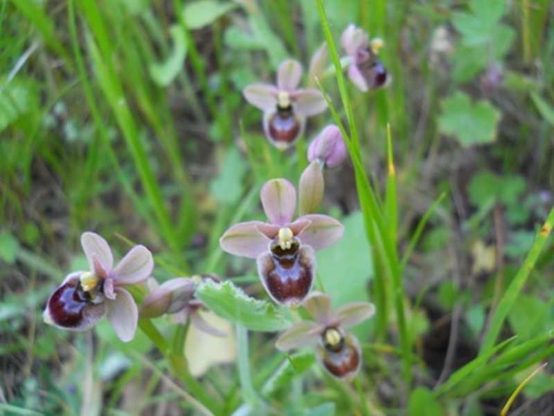 ophrys xsommieri?