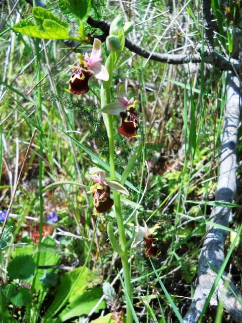 Ophrys apulica