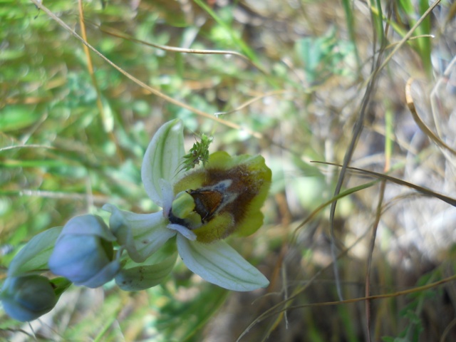 Ophrys tenthredinifera