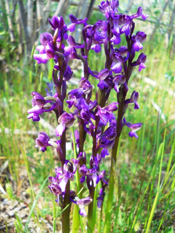 Splendide orchis da riconoscere