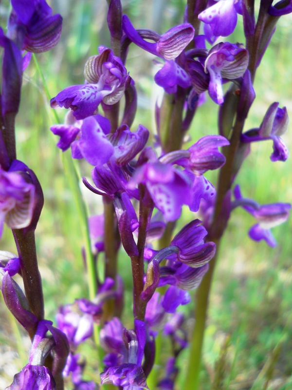 Splendide orchis da riconoscere