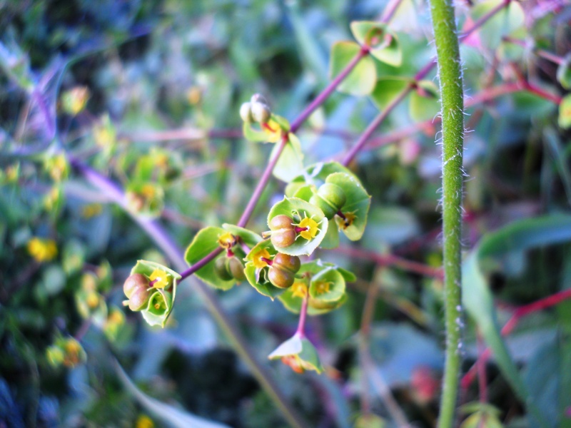 Euphorbia sp.