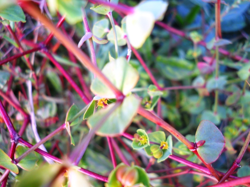 Euphorbia sp.