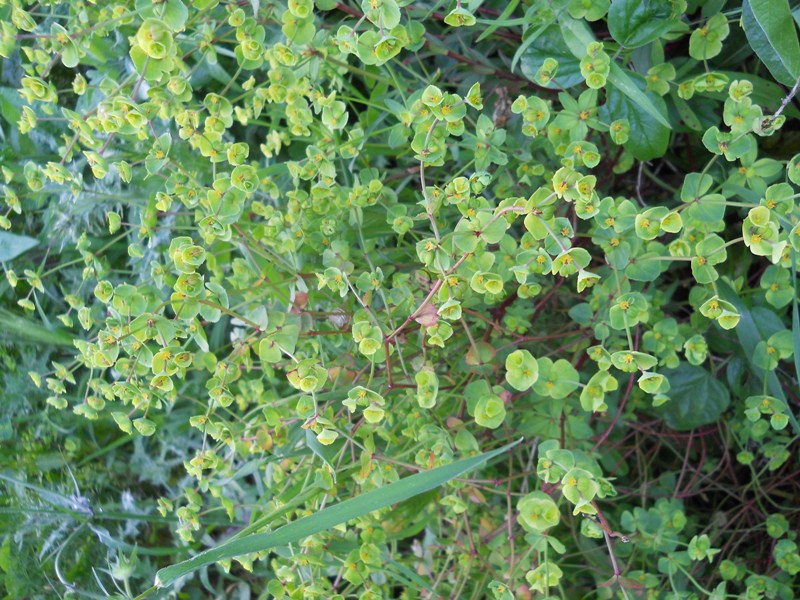 Euphorbia sp.