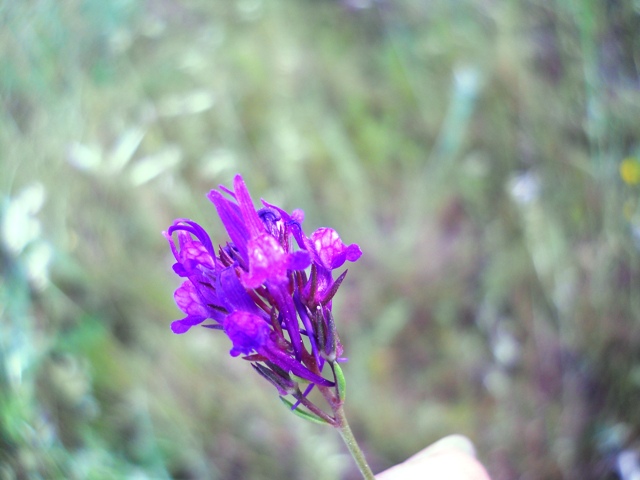 Linaria pelisseriana