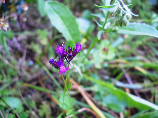 Linaria pelisseriana