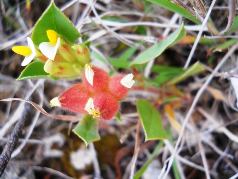 Tripodion tetraphyllum / Vulneraria annuale