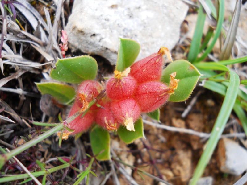 Tripodion tetraphyllum / Vulneraria annuale