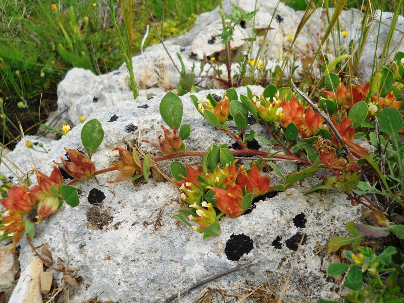 Tripodion tetraphyllum / Vulneraria annuale