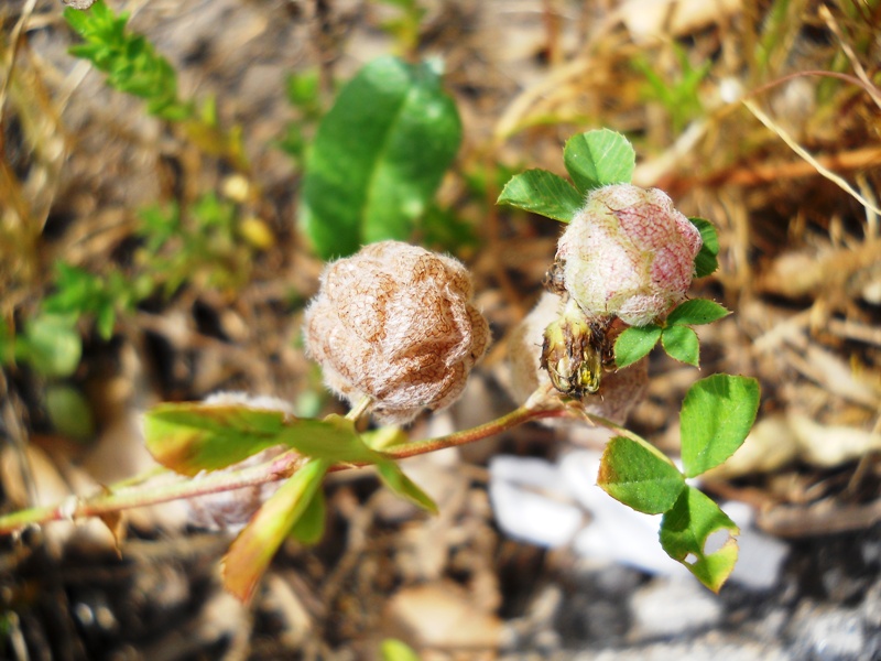 Trifolium tomentosum