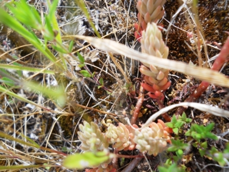 Petrosedum ochroleucum / Borracina biancastra