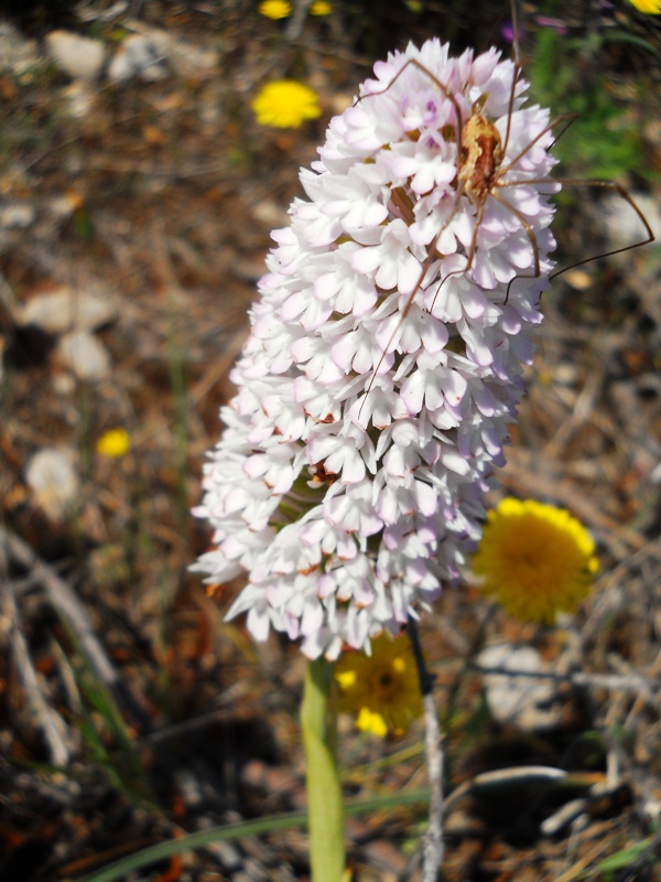 Anacamptis pyramidalis...con ospite.