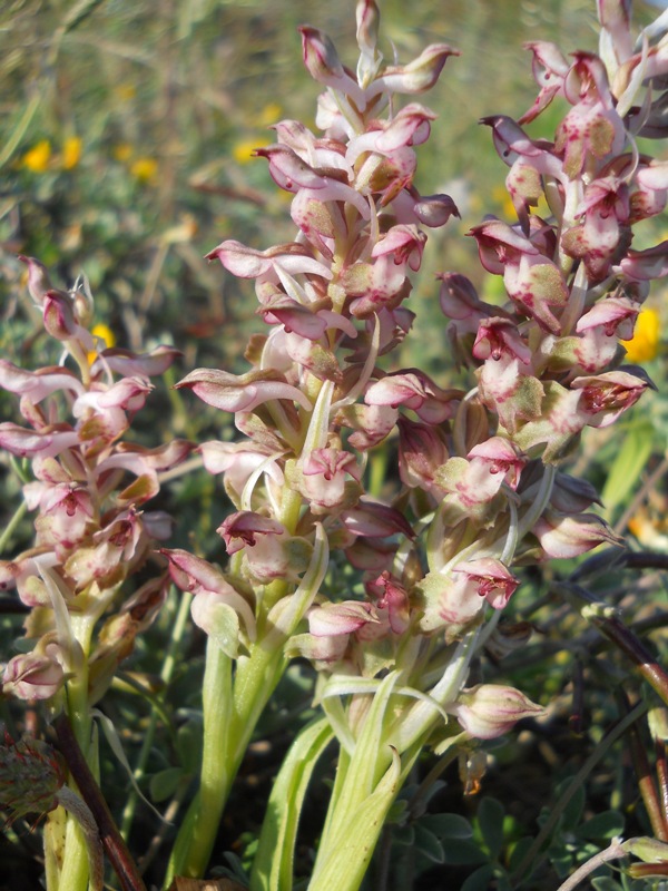 Anacamptis coriophora?