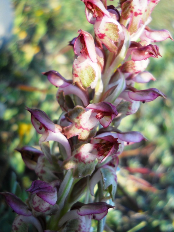 Anacamptis coriophora?