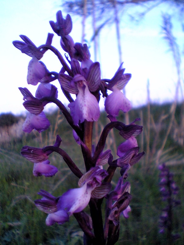 Splendide orchis da riconoscere