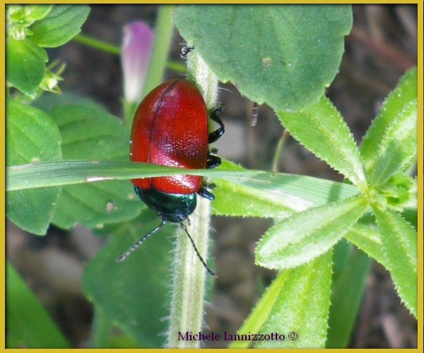 Chrysolina (?)