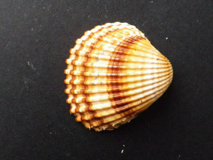 molluschi da determinare