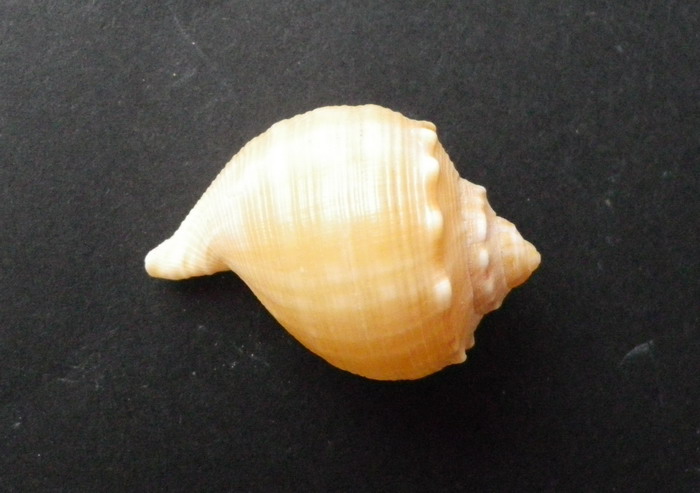 molluschi da determinare