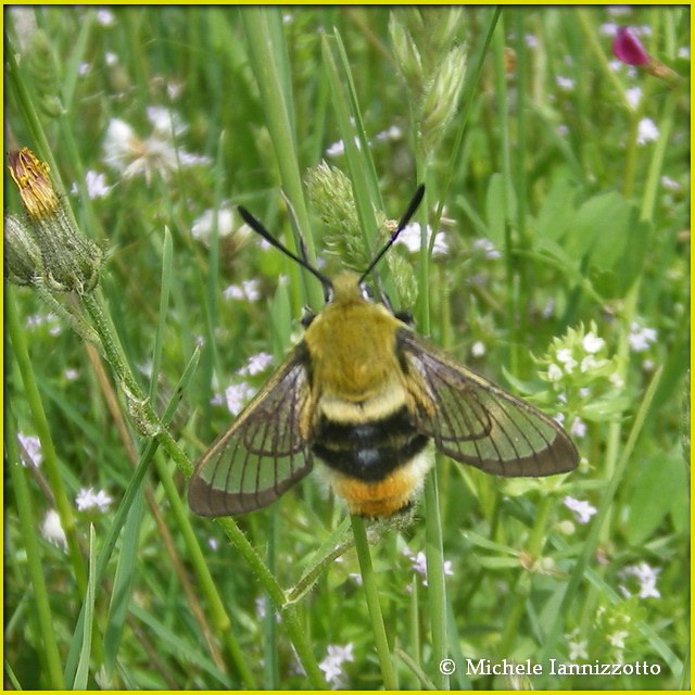 Farfalle da identificare