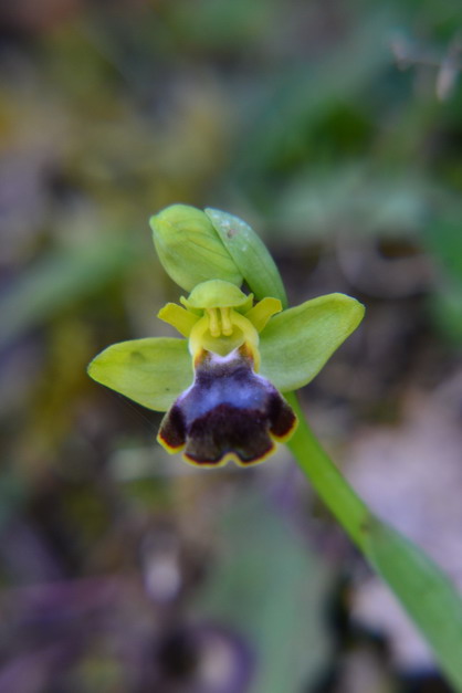 Ophrys gackiae P. Delforge ?