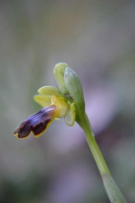 Ophrys gackiae P. Delforge ?