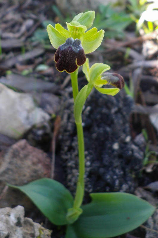 I primi fiori di Fusca in Monte Ganzaria (CT)