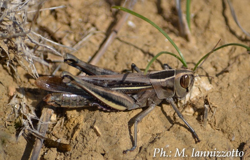 Eyprepochnemis plorans