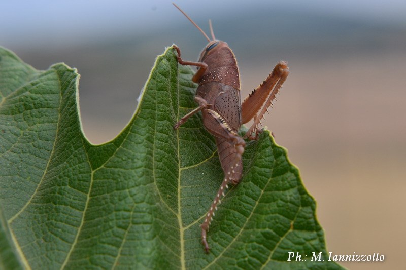 Anacridium aegyptium