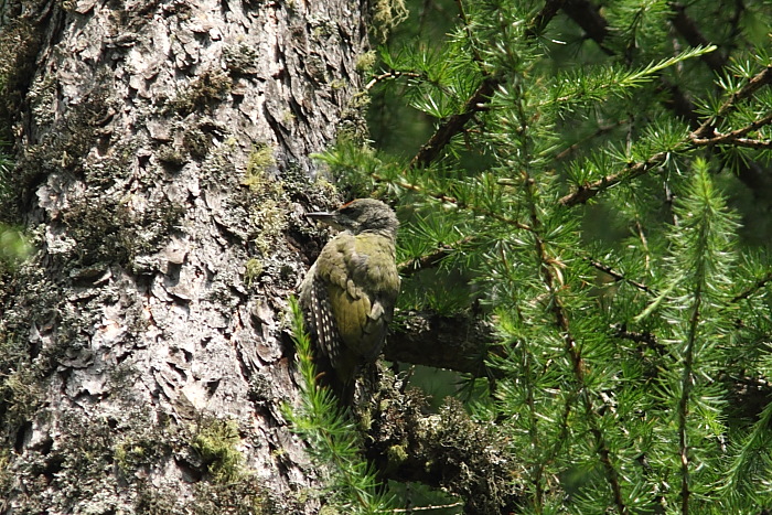 identif.specie alpine