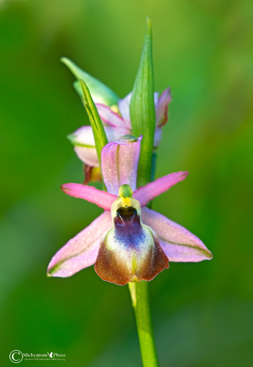 Ophrys exaltata subsp. montis-leonis -Lusus