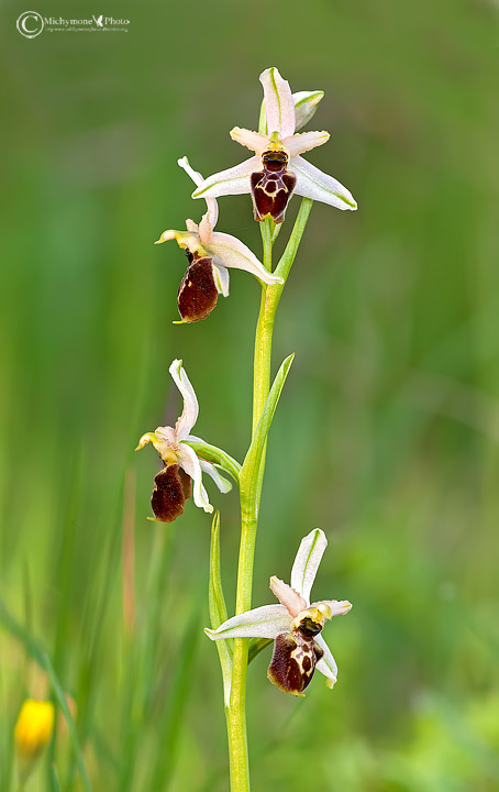 Ophrys exaltata subsp. montis-leonis