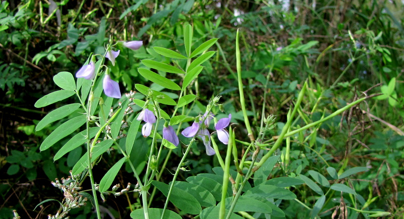 Galega officinalis / Capraggine