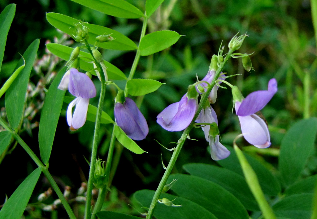 Galega officinalis / Capraggine