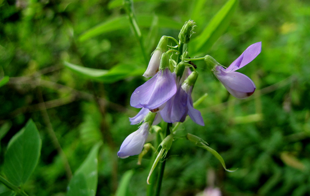 Galega officinalis / Capraggine