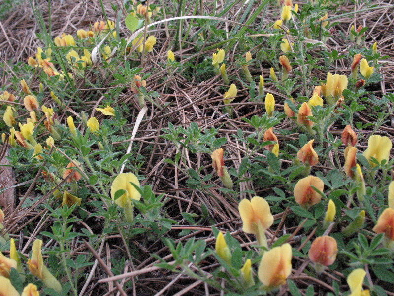 Cytisus hirsutus