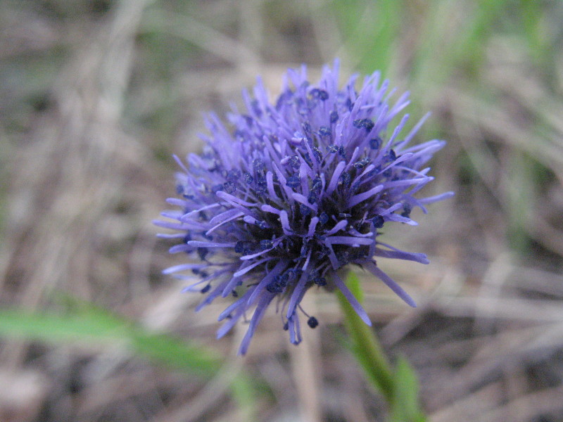 Globularia bisnagarica