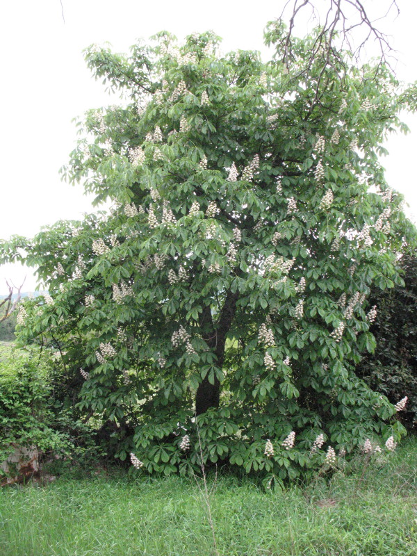 Aesculus hippocastaneum