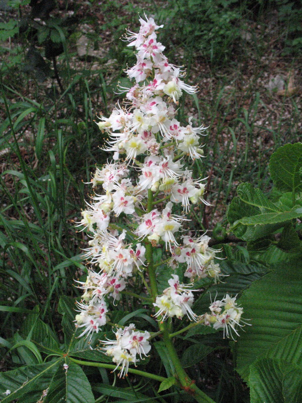 Aesculus hippocastaneum