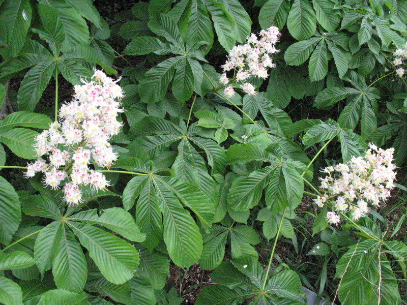 Aesculus hippocastaneum