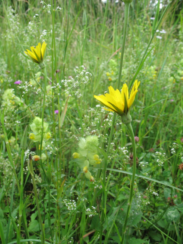 Tragopogon pratensis / Barba di becco comune