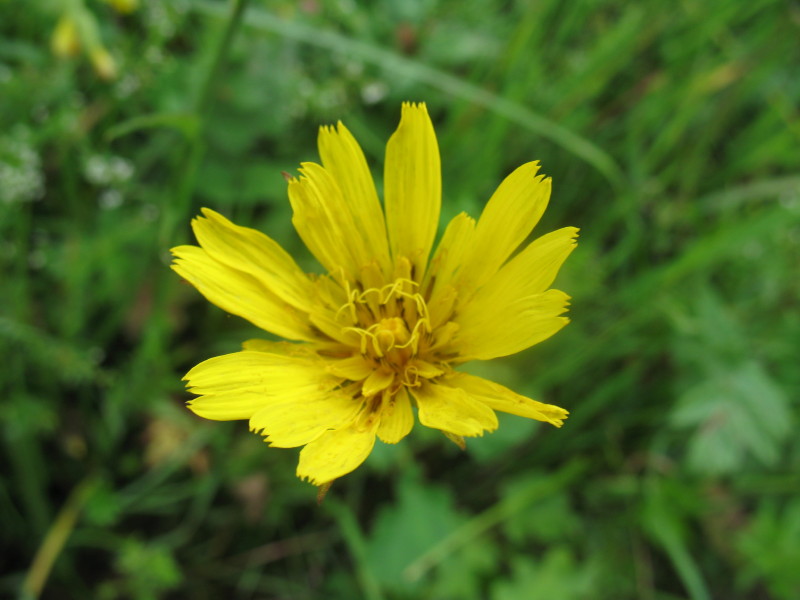 Tragopogon pratensis / Barba di becco comune