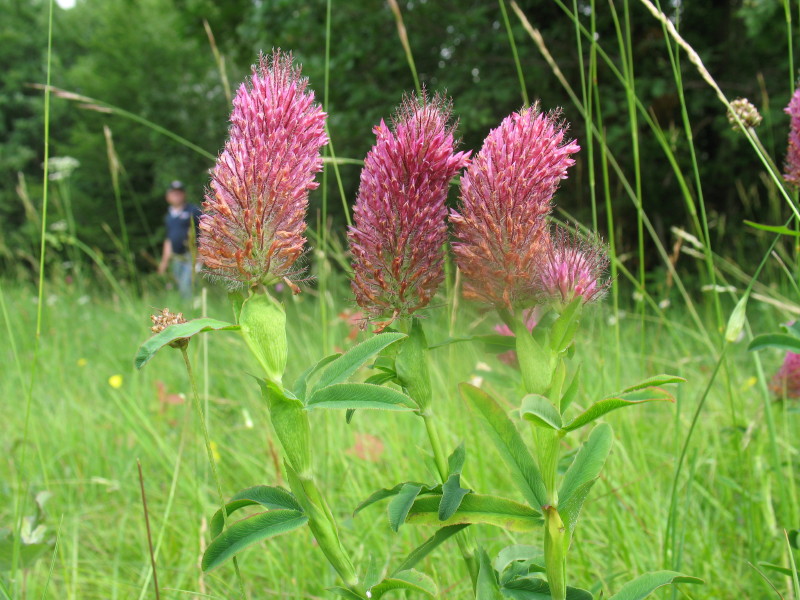 Infiorescenze colorate - Trifolium rubens