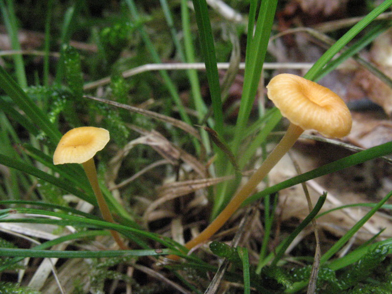 piccoli funghi gialli