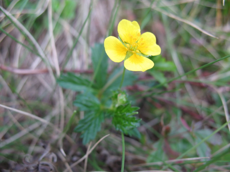 Potentilla erecta