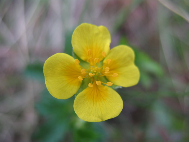 Potentilla erecta