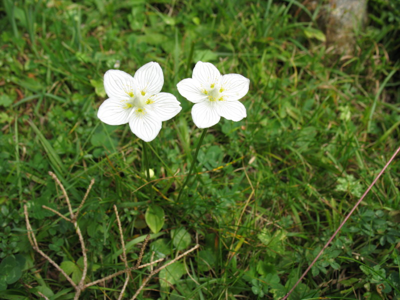 Parnassia palustris